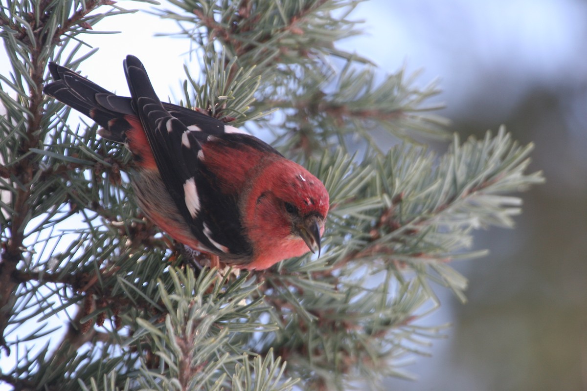 båndkorsnebb - ML644830145