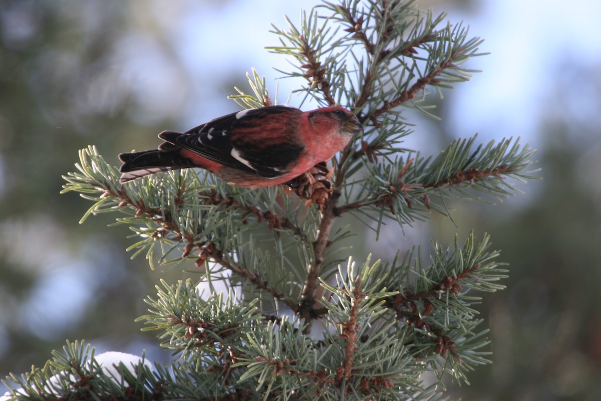 båndkorsnebb - ML644830146