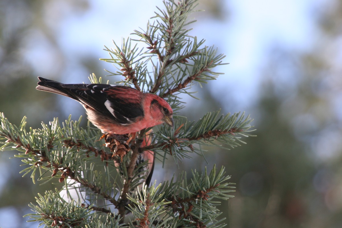 båndkorsnebb - ML644830147