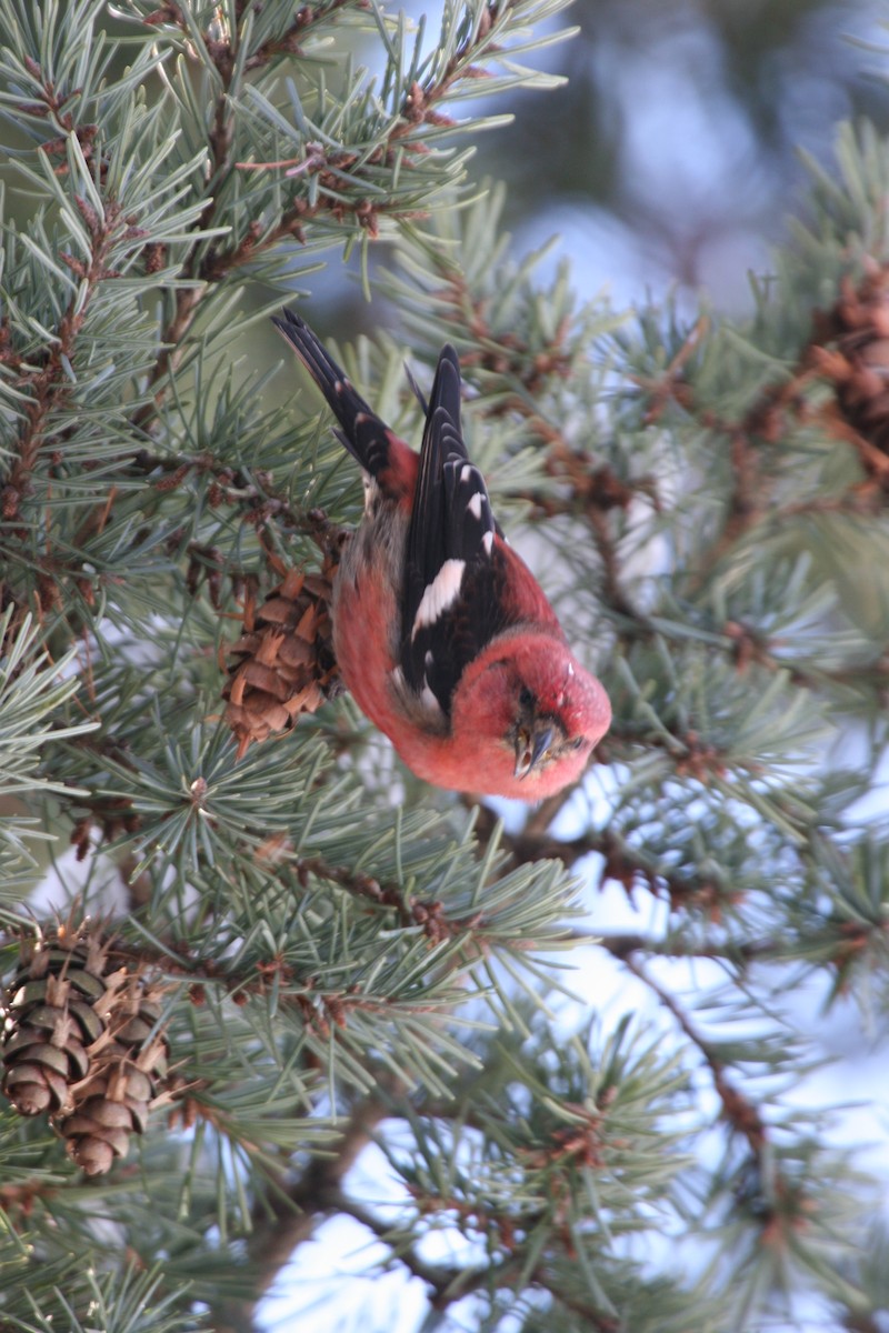 båndkorsnebb - ML644830148