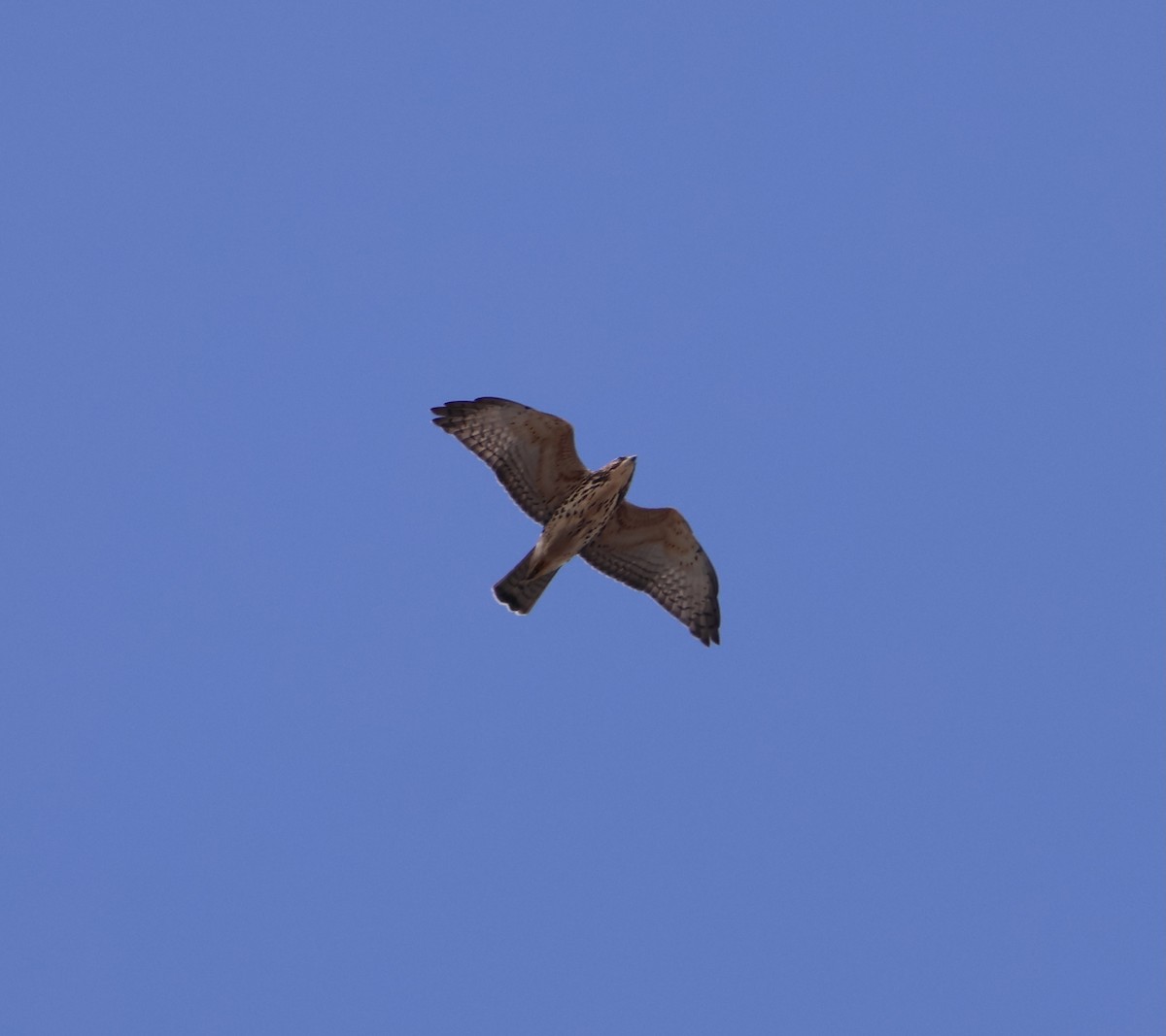 Broad-winged Hawk - ML644830152