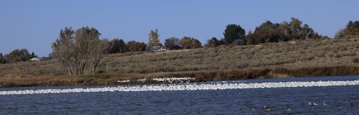 Гуска біла - ML644830163