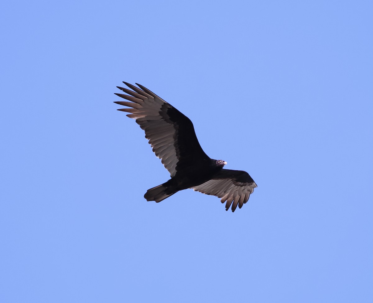 Turkey Vulture (Northern) - ML644830167