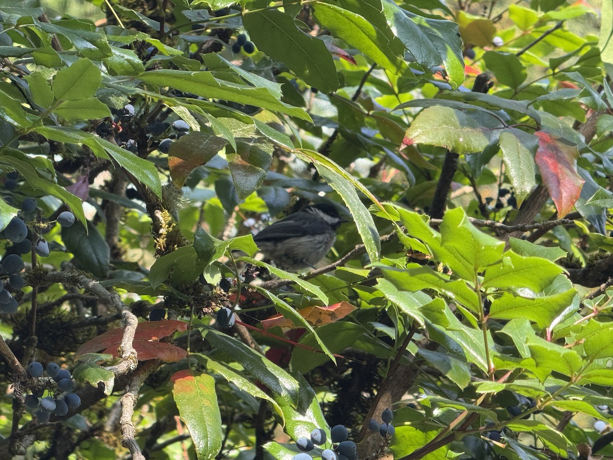 Amerika Baştankarası - ML644830177