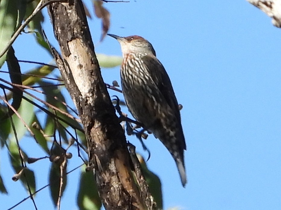 Échelet à sourcils roux - ML644830184