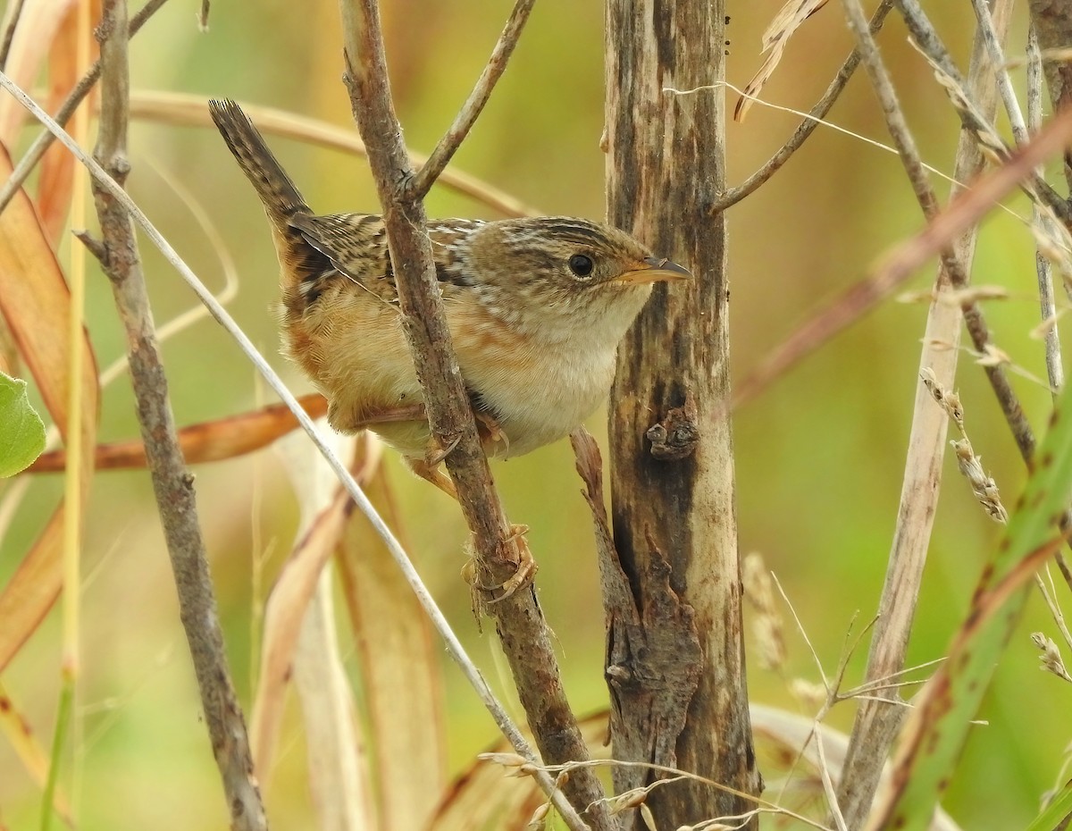 Sedge Wren - ML644830187