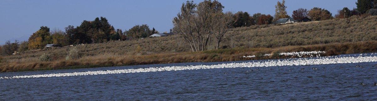 Гуска біла - ML644830192