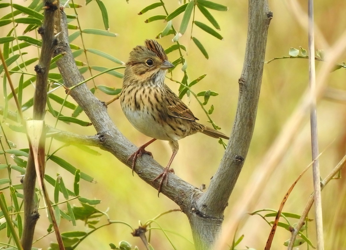 Lincoln's Sparrow - ML644830207