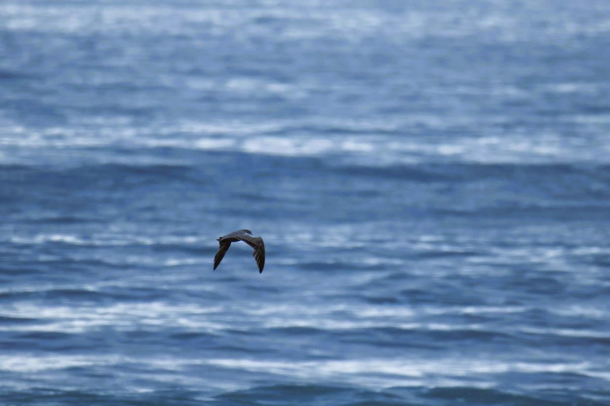 Kül Rengi Martı - ML644830216