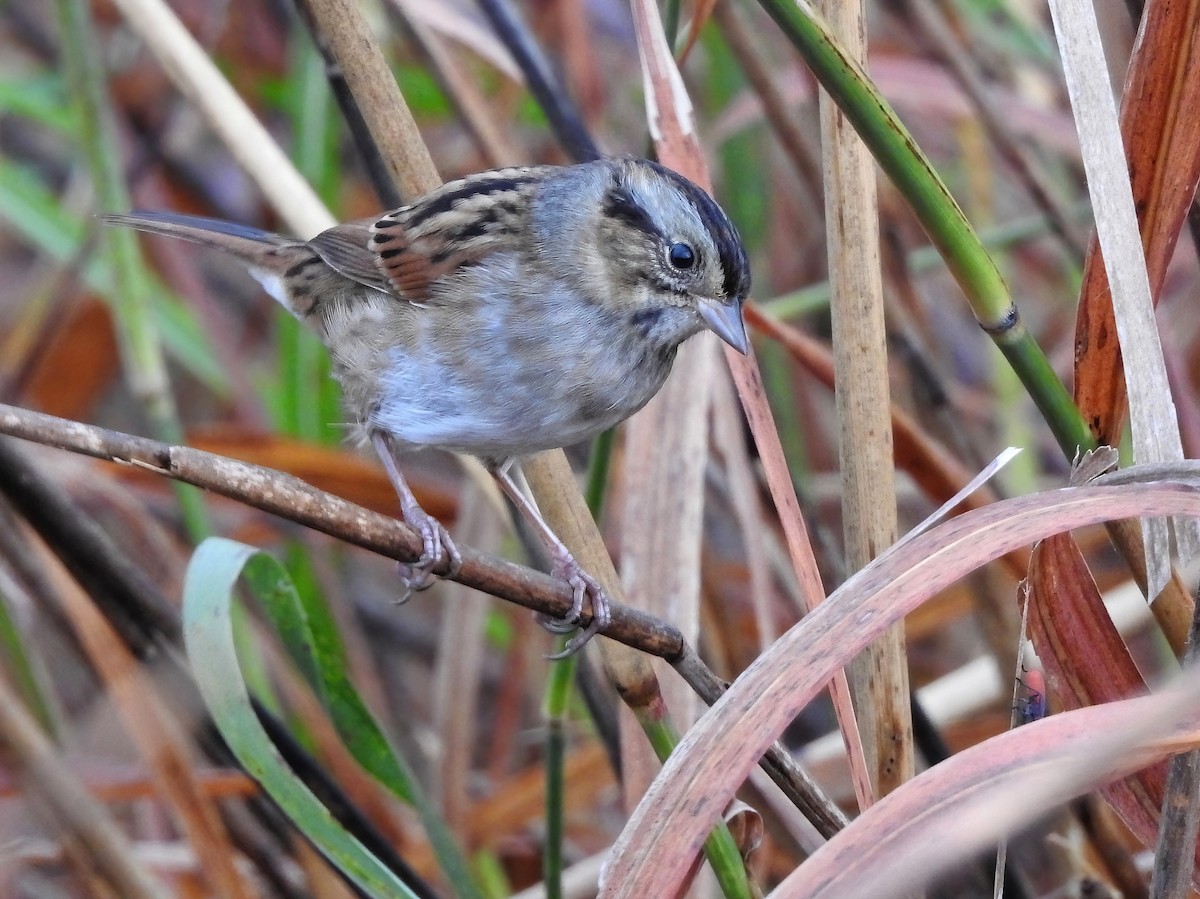 Bruant des marais - ML644830221