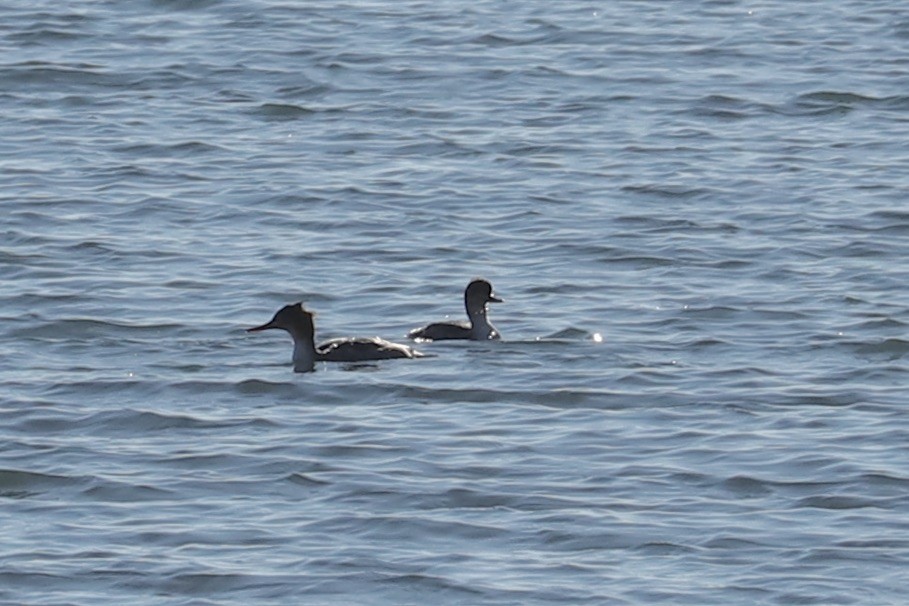 Red-breasted Merganser - ML644830225