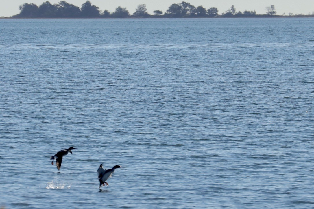 Red-breasted Merganser - ML644830227