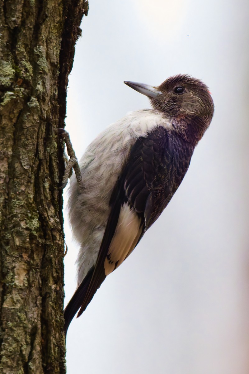 Red-headed Woodpecker - ML644830234