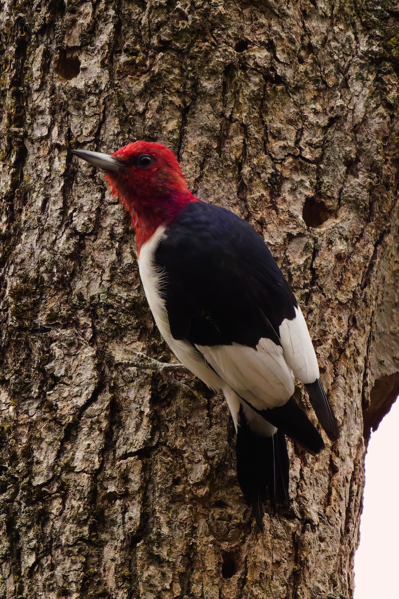 Red-headed Woodpecker - ML644830246