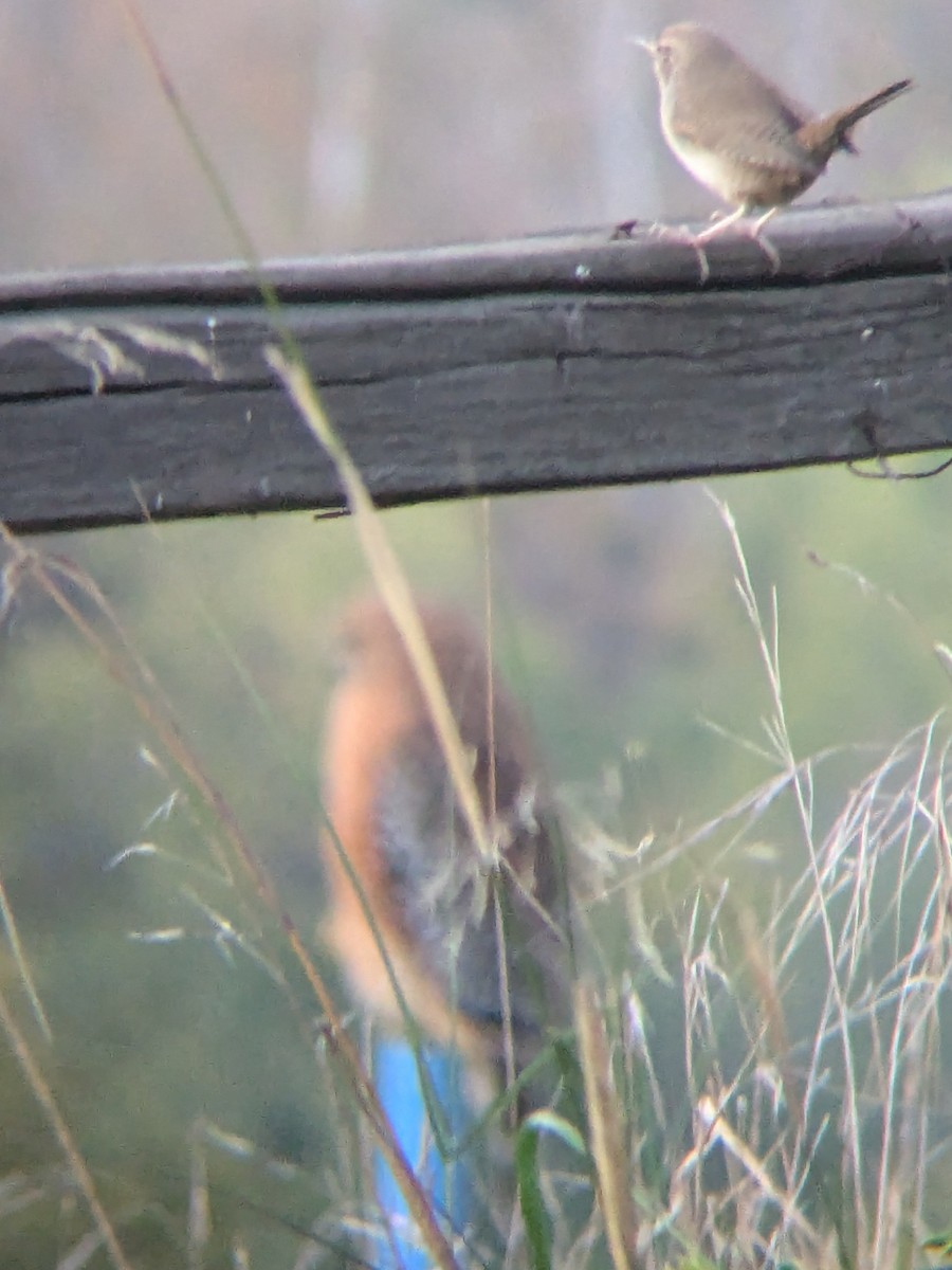 Northern House Wren - ML644830252