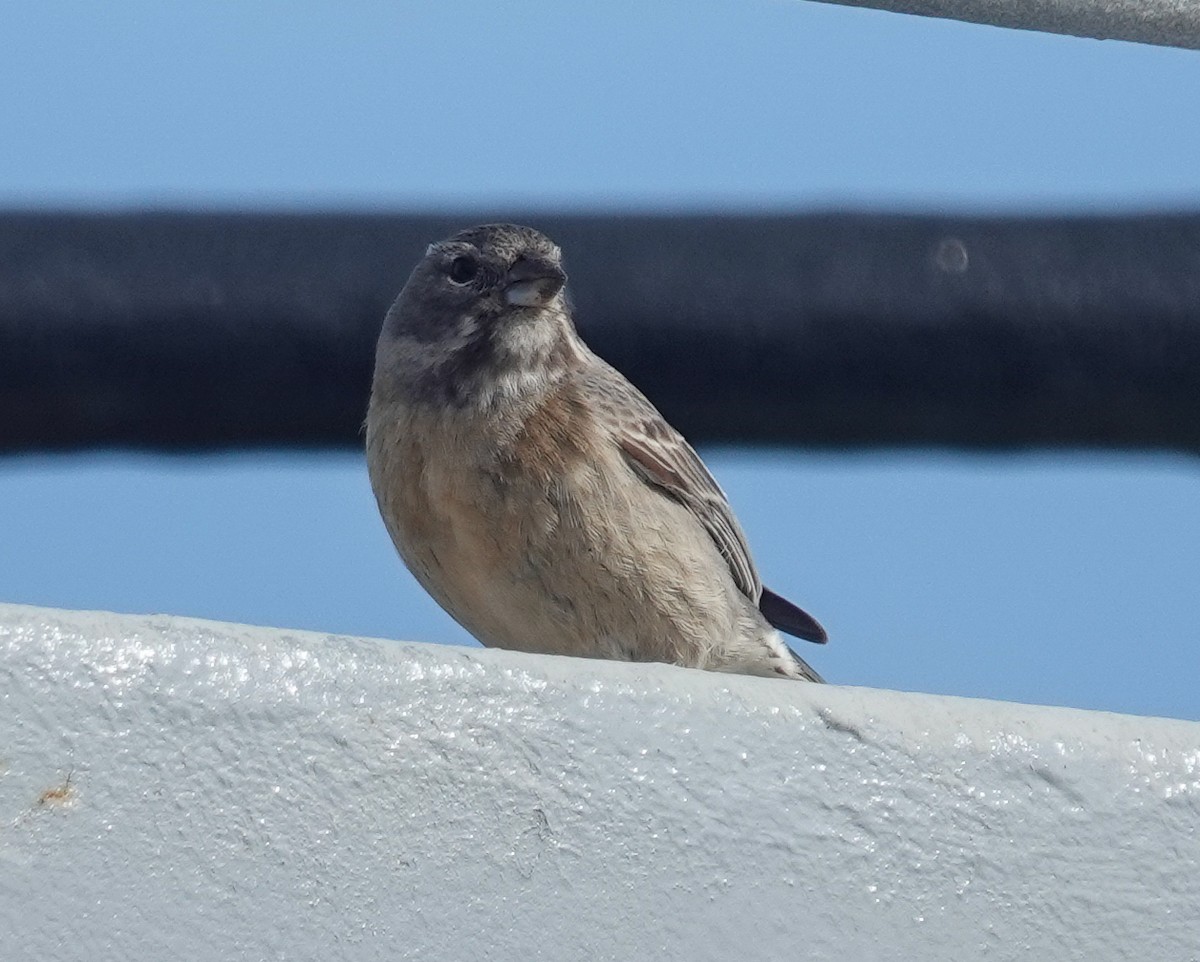 Gray-hooded Sierra Finch - ML644830265