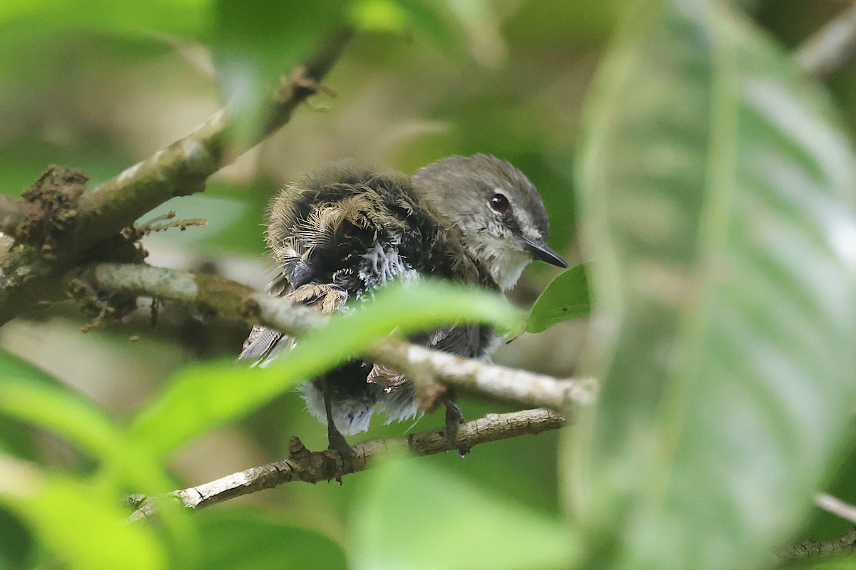 チャイロセンニョムシクイ - ML644830267