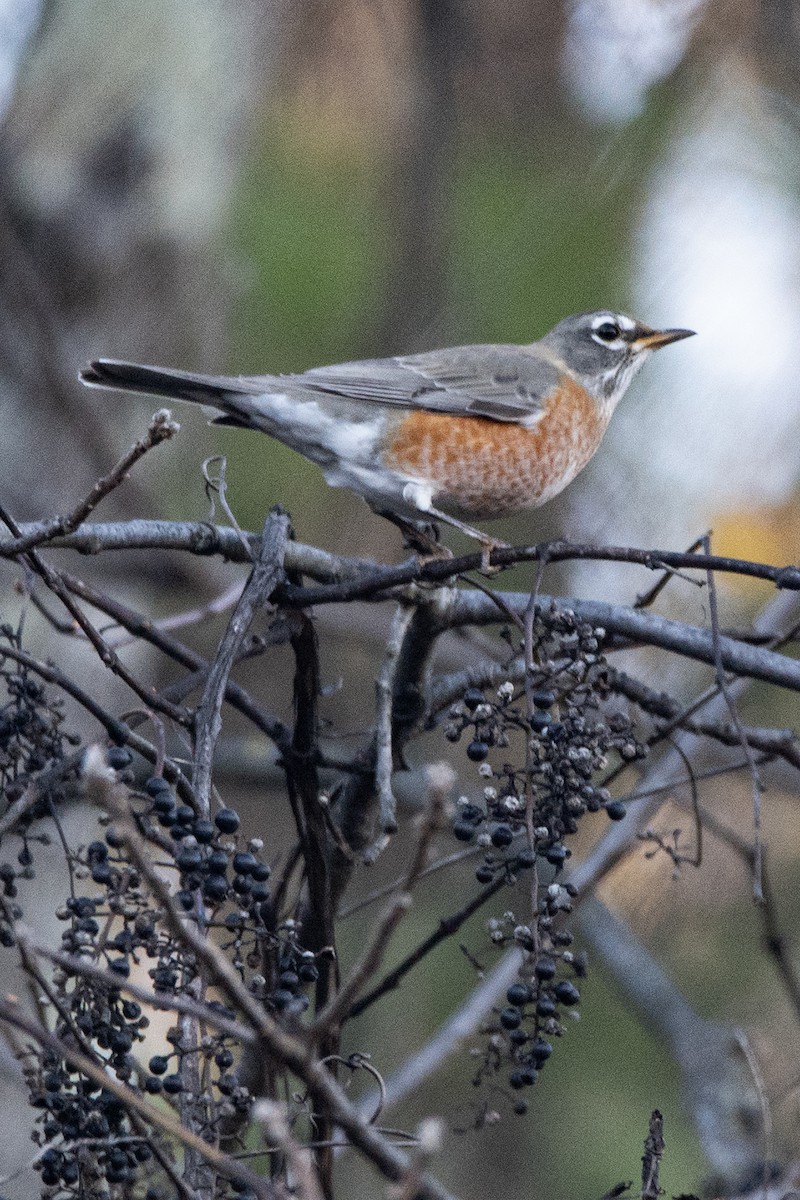 Странствующий дрозд - ML644830276