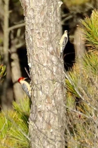 Carolinaspecht - ML644830279