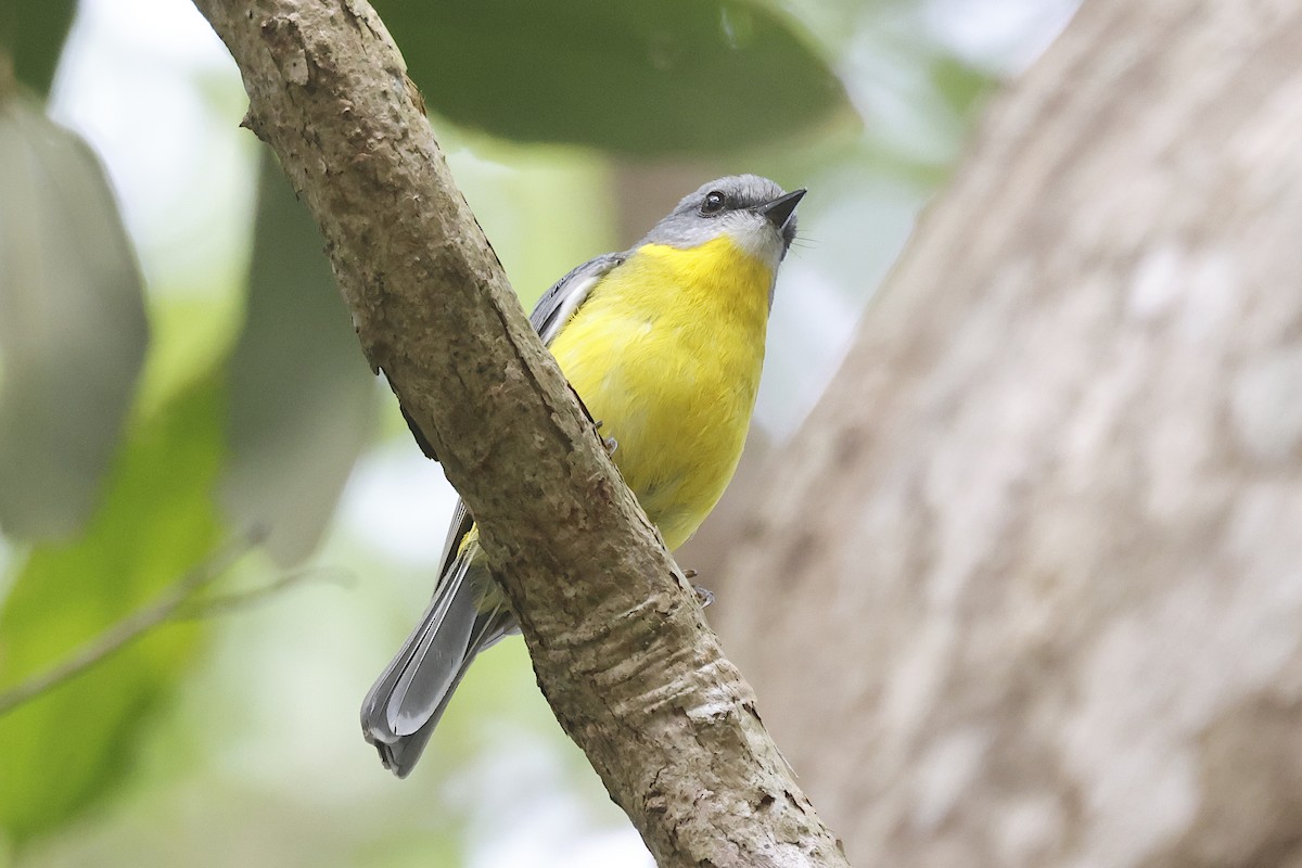 Doğulu Sarı Bülbül - ML644830297