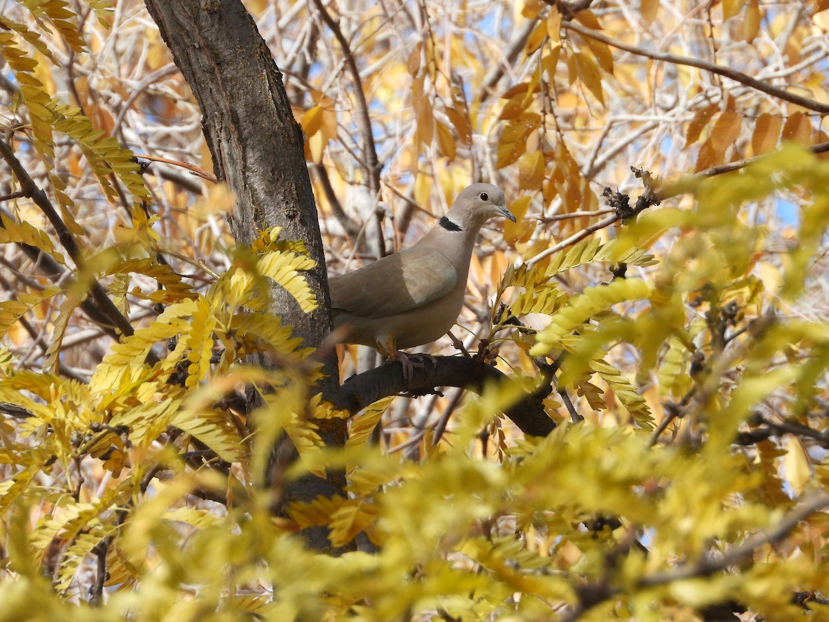 tyrkerdue - ML644830298