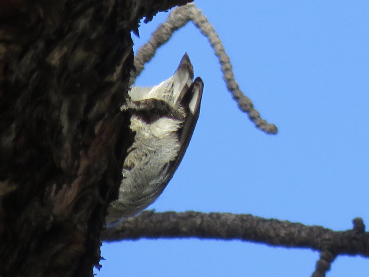 pygméspettmeis - ML644830299