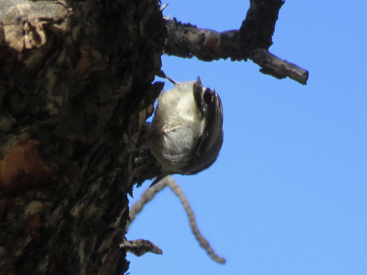 pygméspettmeis - ML644830300