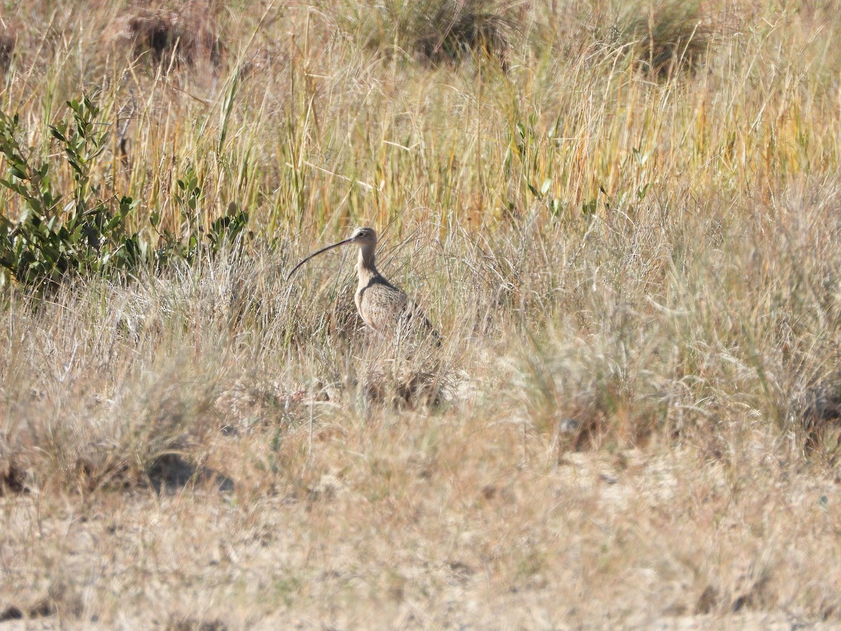 Long-billed Curlew - ML644830303