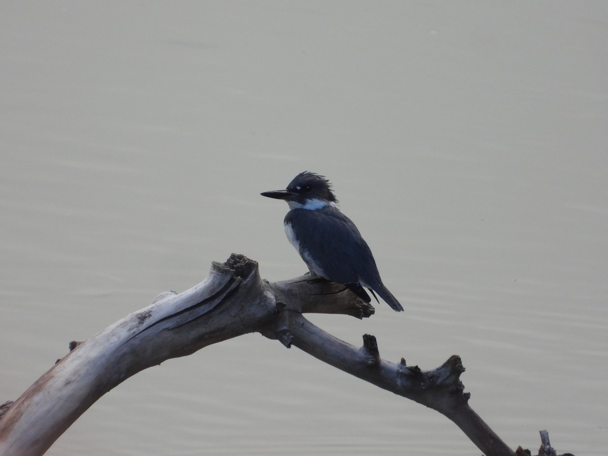 belteisfugl - ML644830310