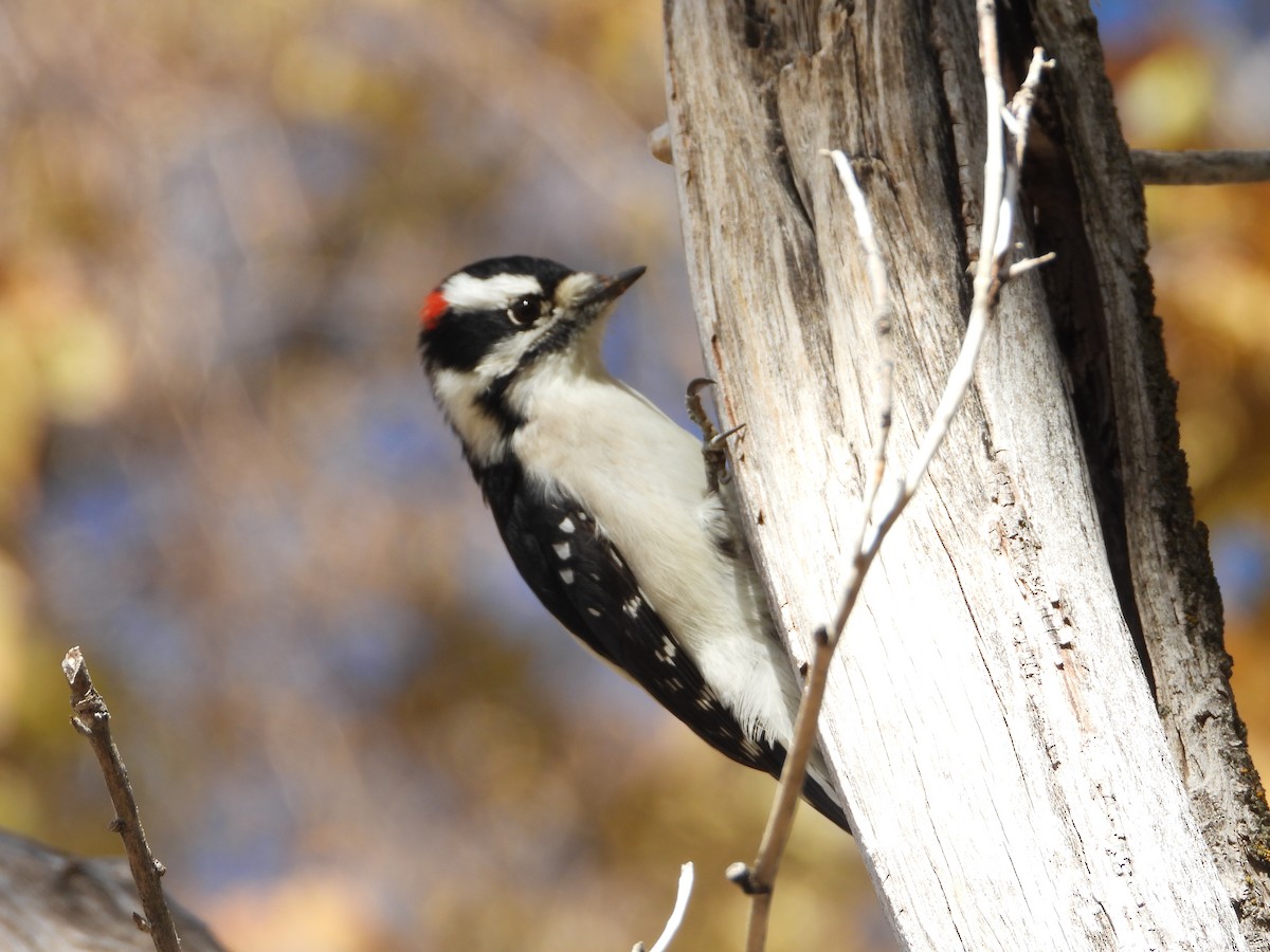 dunspett (leucurus/glacialis) - ML644830317