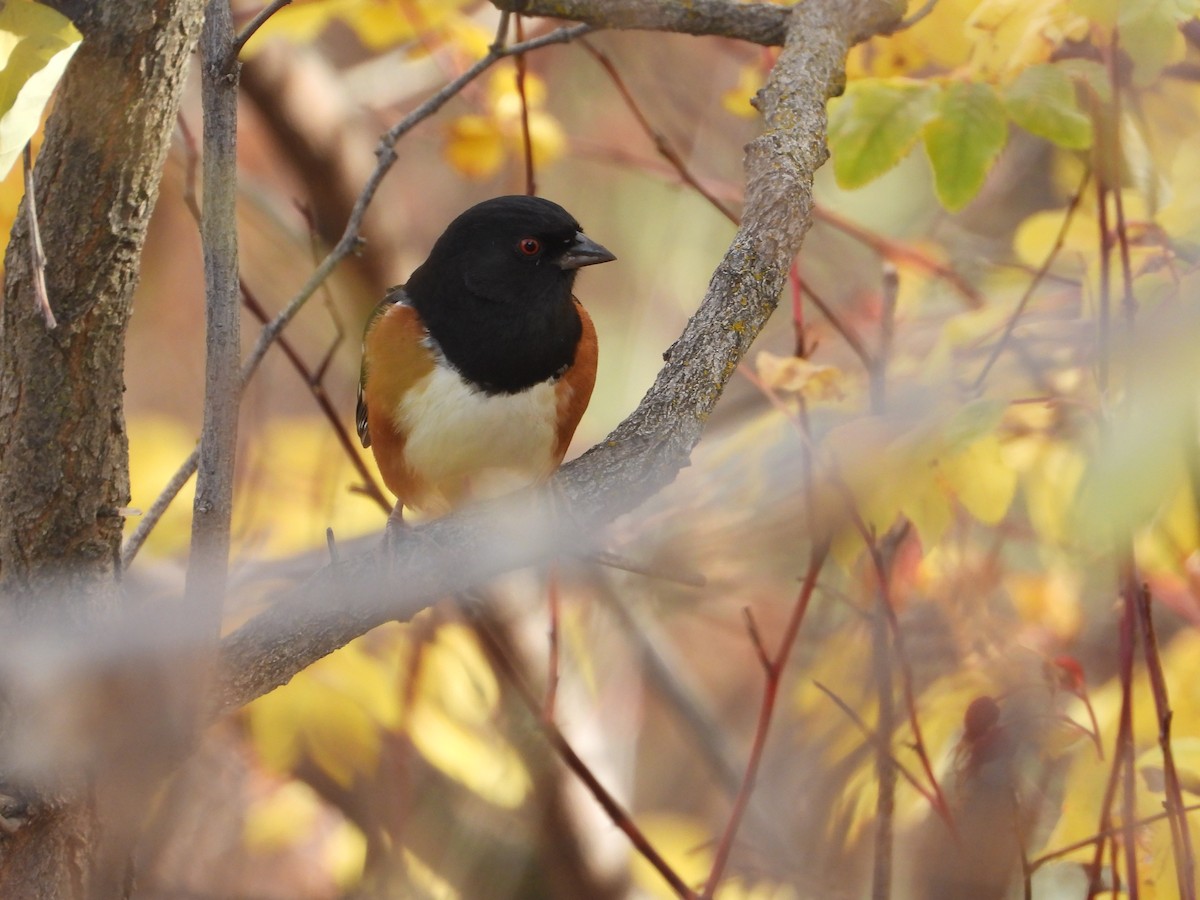 flekktovi - ML644830332