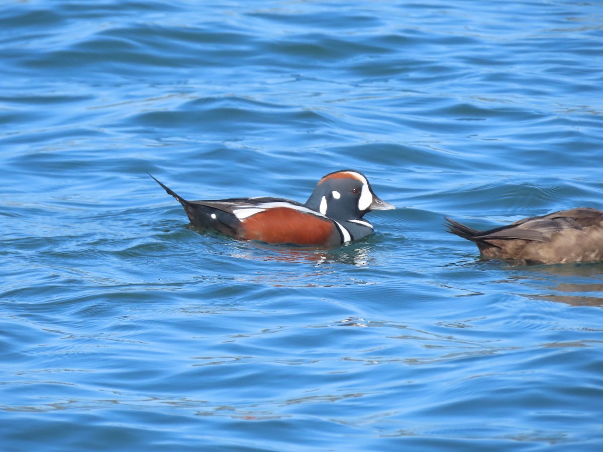 Harlequin Duck - ML644830334