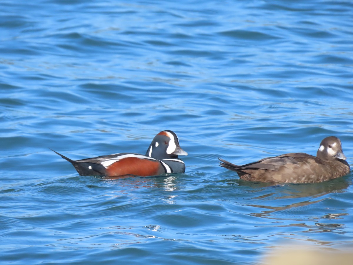 Harlequin Duck - ML644830335