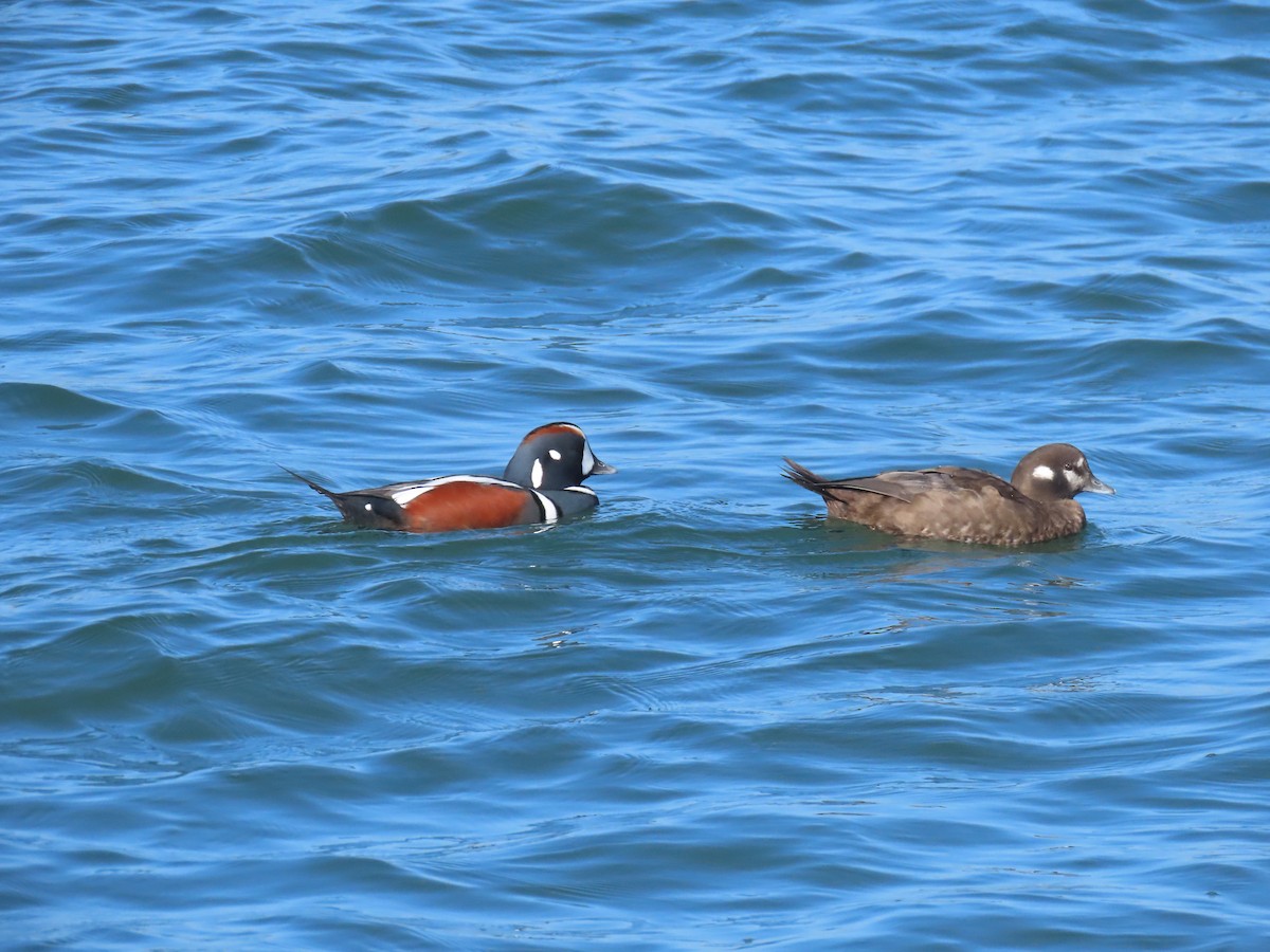 Harlequin Duck - ML644830336