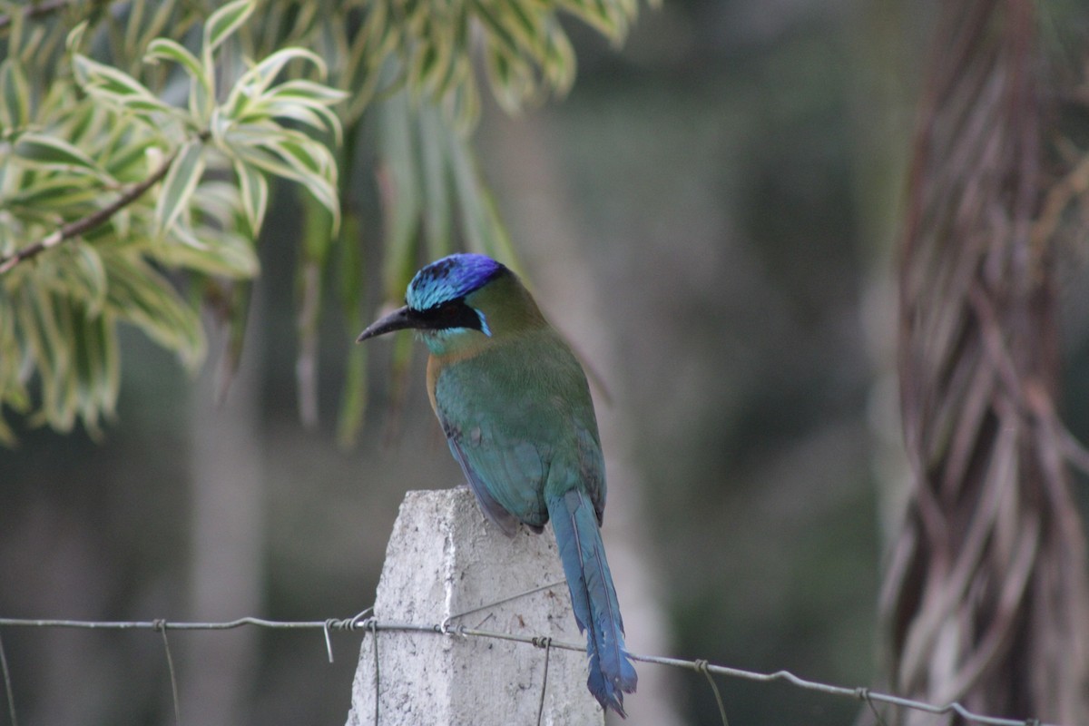 Lesson's Motmot - ML644830338