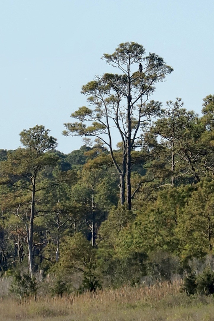 ハクトウワシ - ML644830358