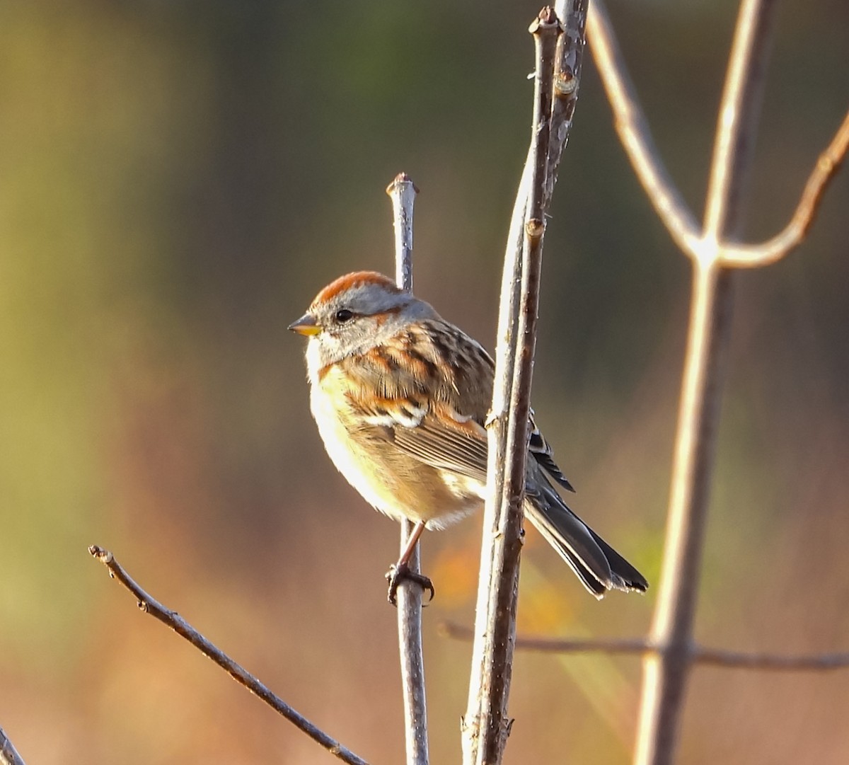 American Tree Sparrow - ML644830371