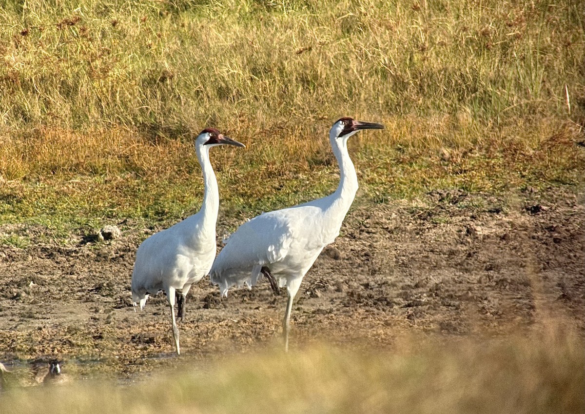 trompettrane - ML644830373