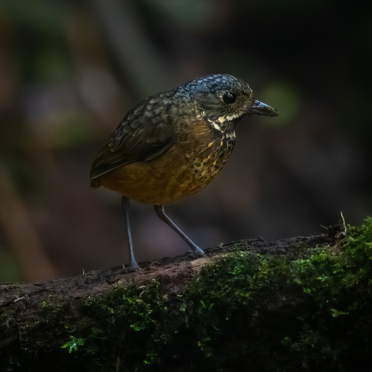 Мурашниця гватемальська - ML644830390