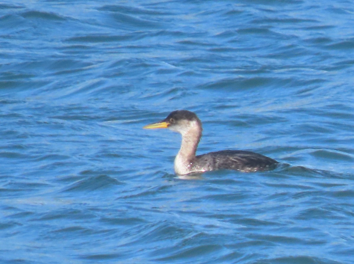 Somormujo Cuellirrojo - ML644830399