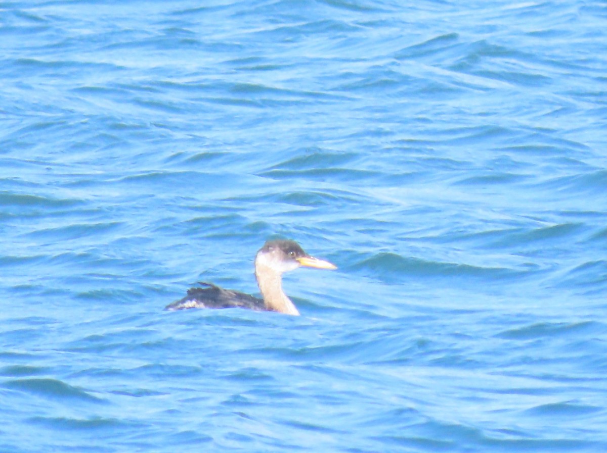 Somormujo Cuellirrojo - ML644830400