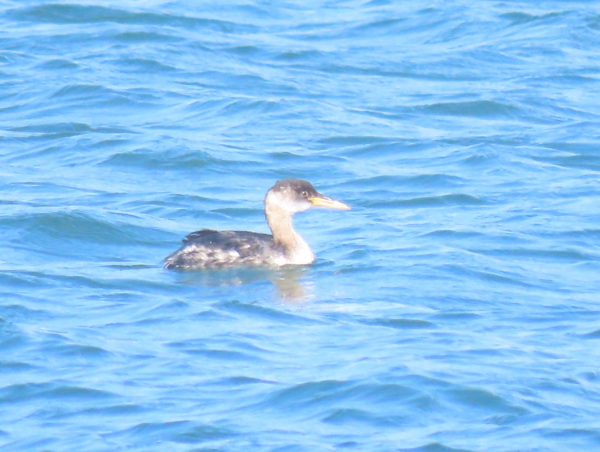 Somormujo Cuellirrojo - ML644830402