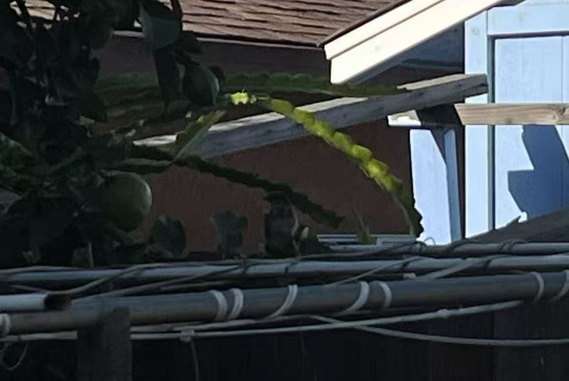 Gorrión Común - ML644830404