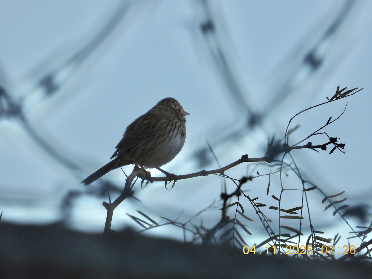 Lincoln's Sparrow - ML644830407