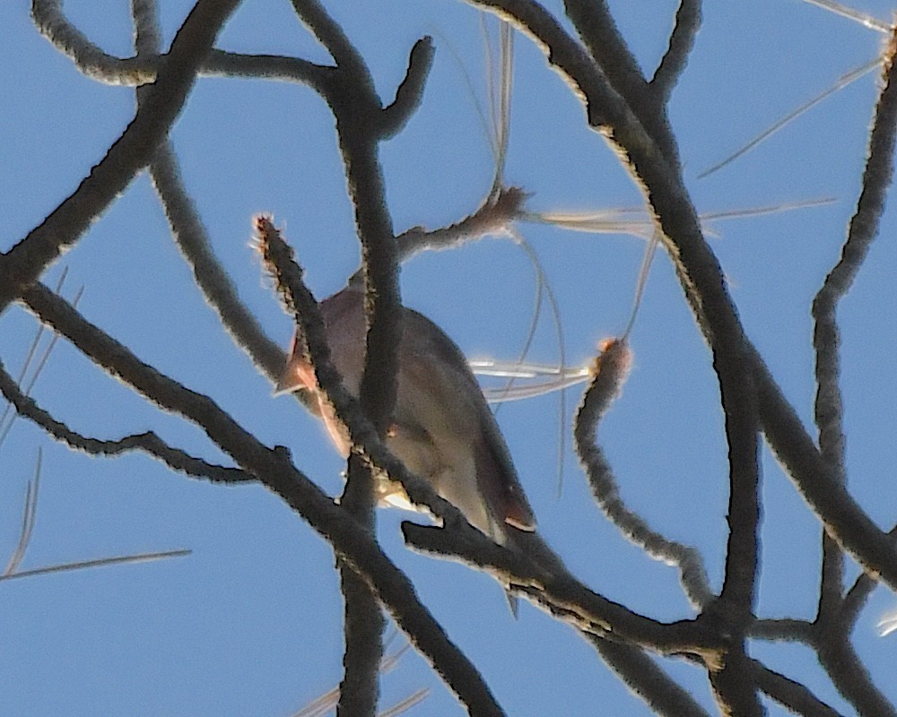 Чечевиця кармінова - ML644830428