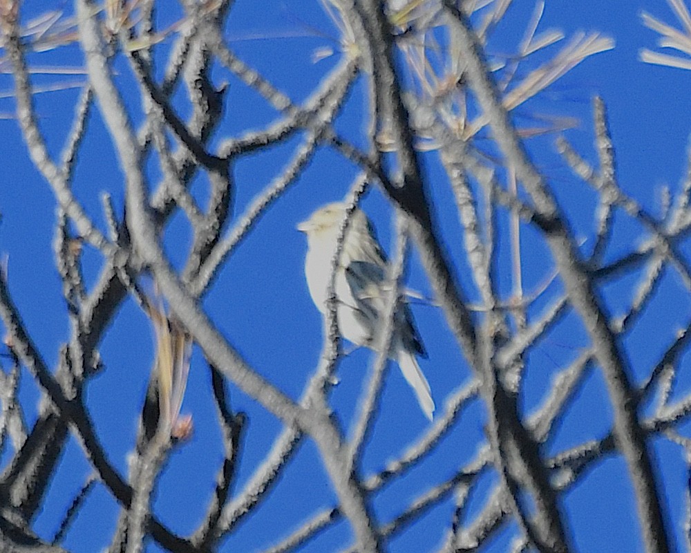 Чечевиця кармінова - ML644830430