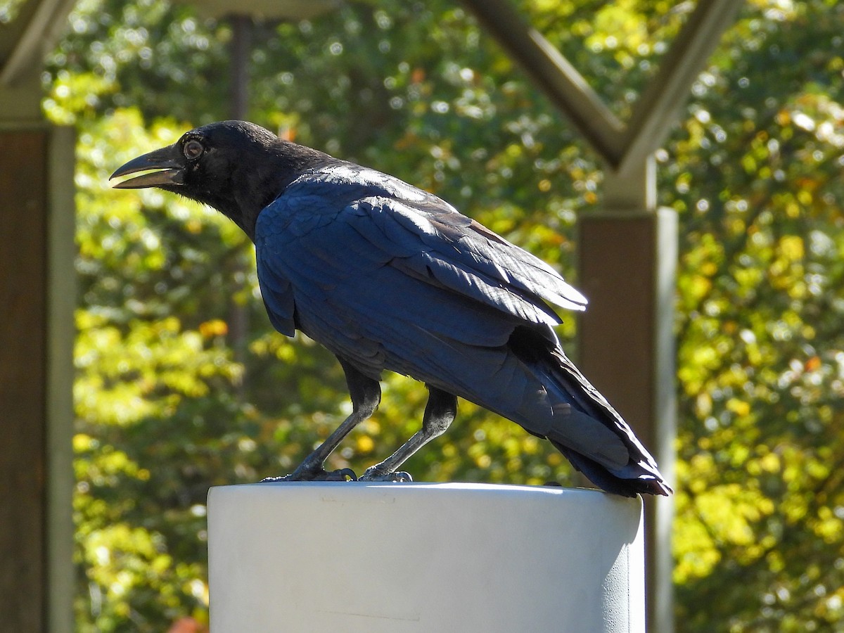 American Crow - ML644830444