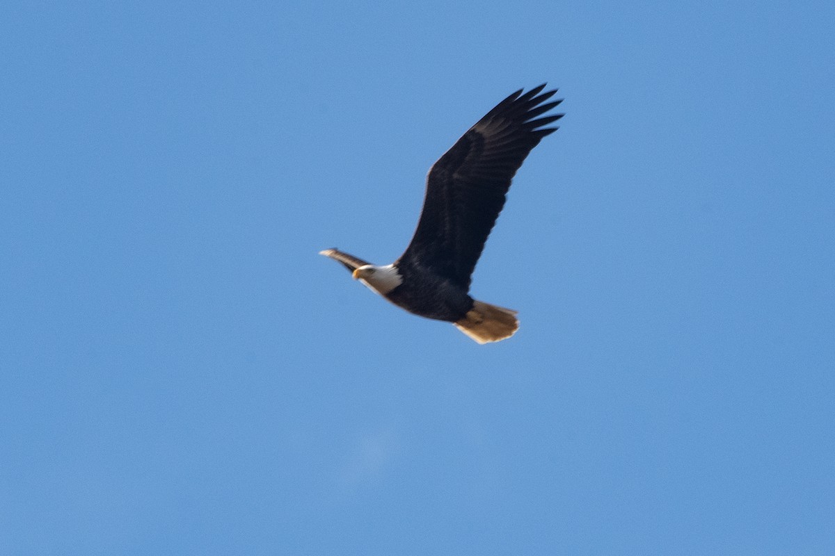 ハクトウワシ - ML644830449