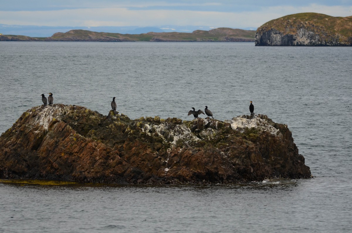 Great Cormorant - ML644830454