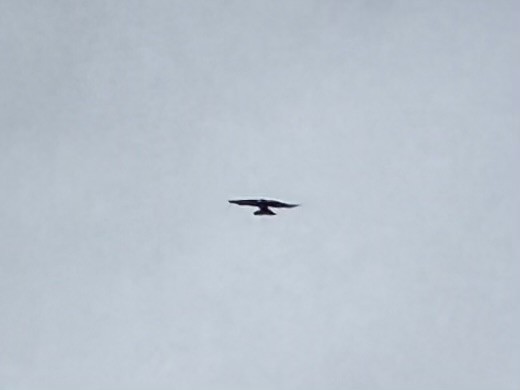 Elai purpura - ML644830455